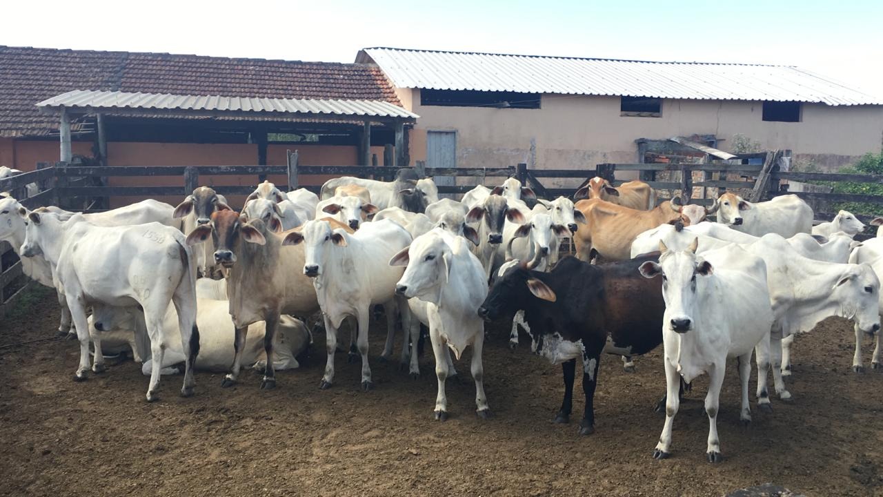 Fazenda à venda - Foto 7