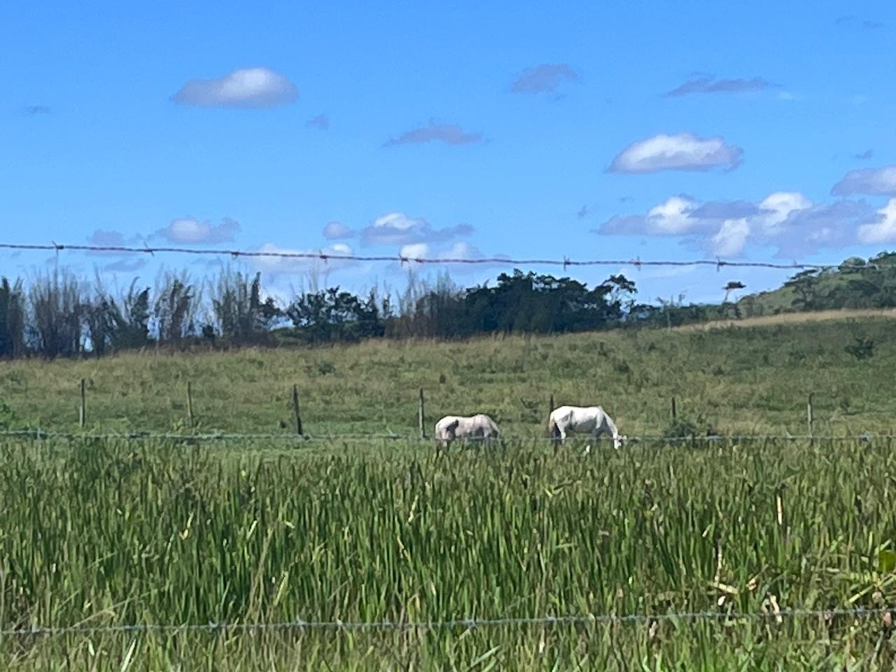 Fazenda à venda - Foto 29