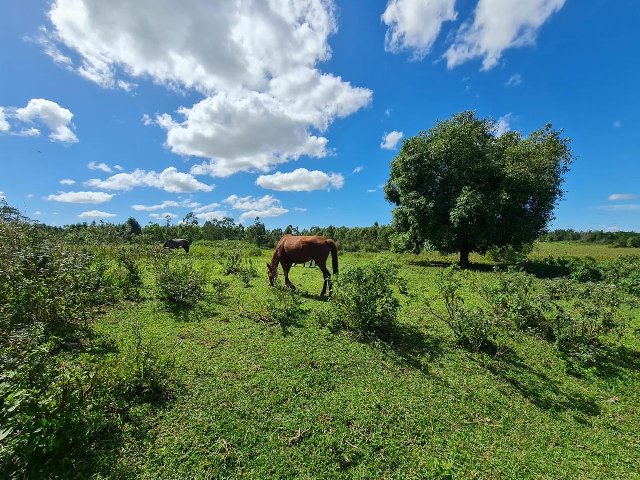 Fazenda à venda - Foto 55