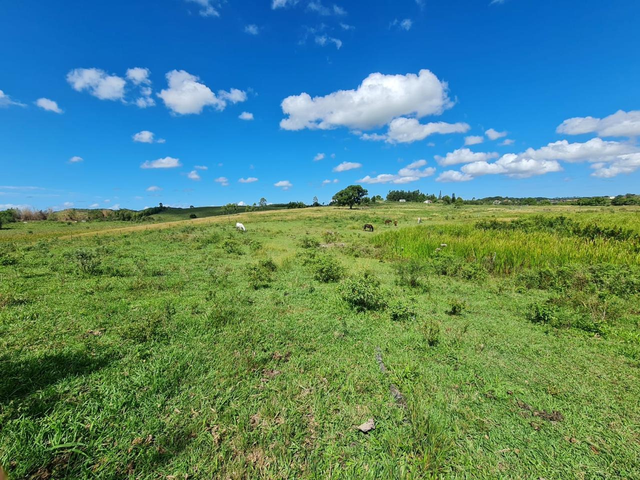 Fazenda à venda - Foto 68