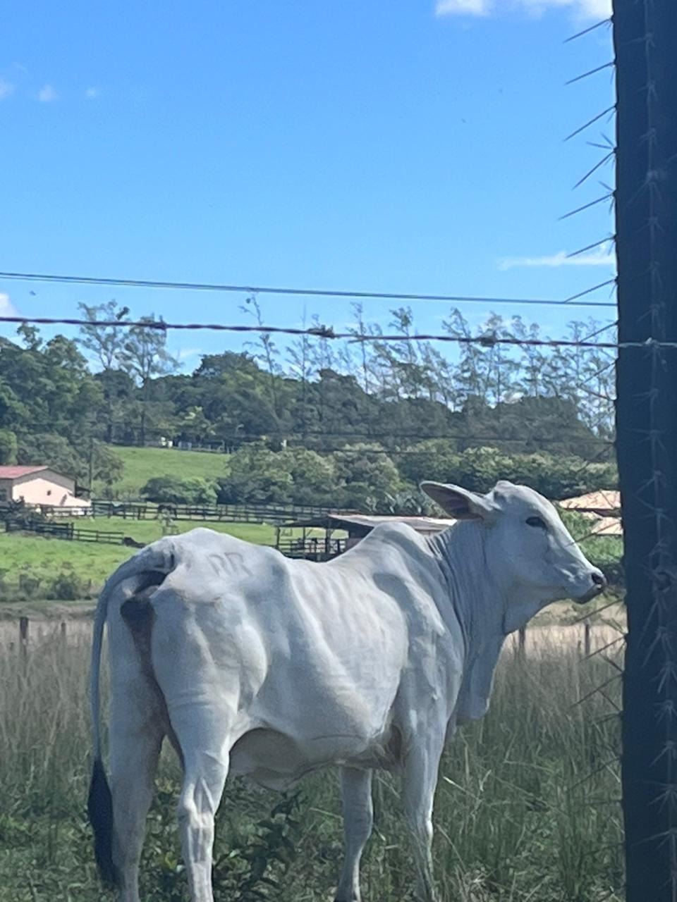 Fazenda à venda - Foto 27