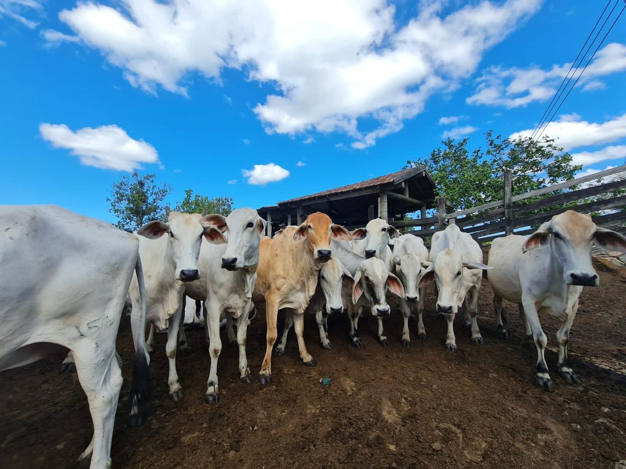 Fazenda à venda - Foto 41