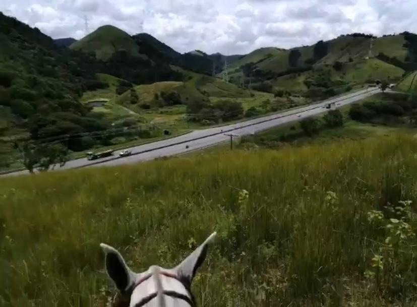 Haras e Área Rural Padrão à venda - Foto 4