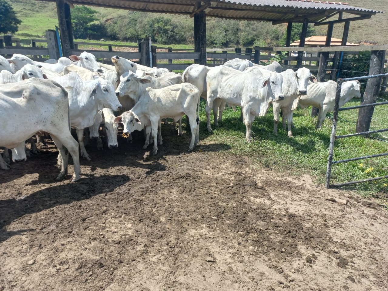 Fazenda, 3 quartos - Foto 8