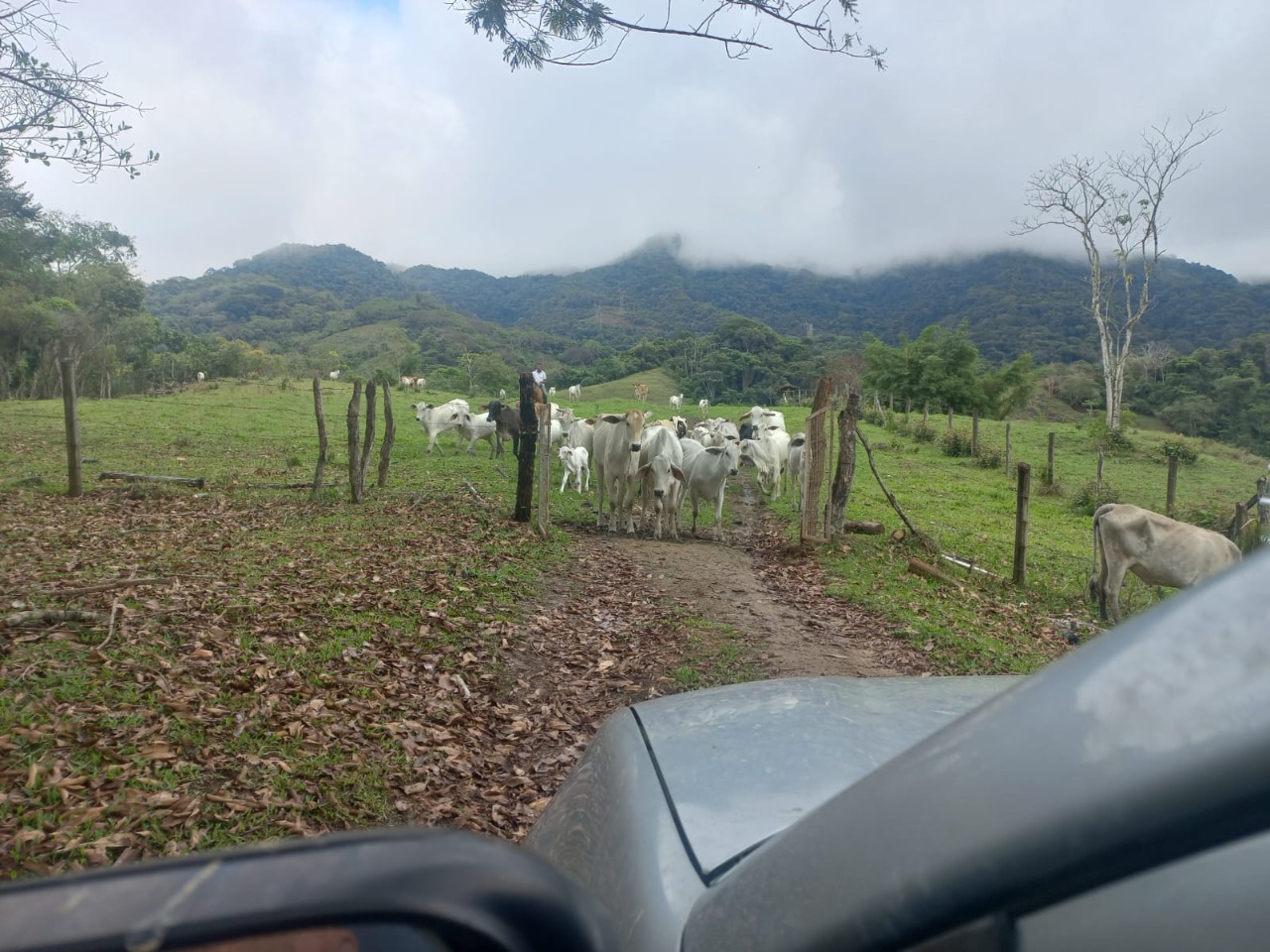Fazenda, 3 quartos - Foto 7
