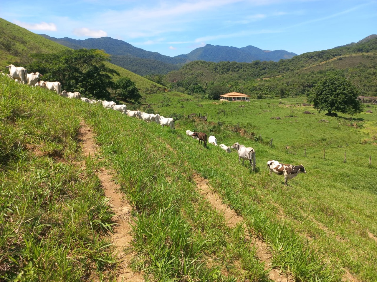 Fazenda, 3 quartos - Foto 5