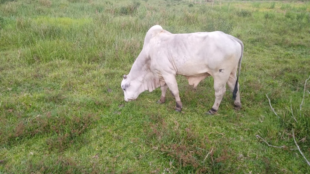 Fazenda à venda com 8 quartos - Foto 10