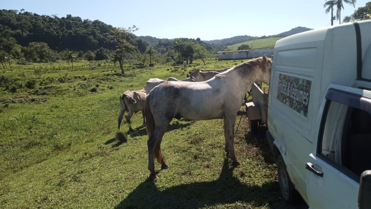 Fazenda à venda com 8 quartos - Foto 16