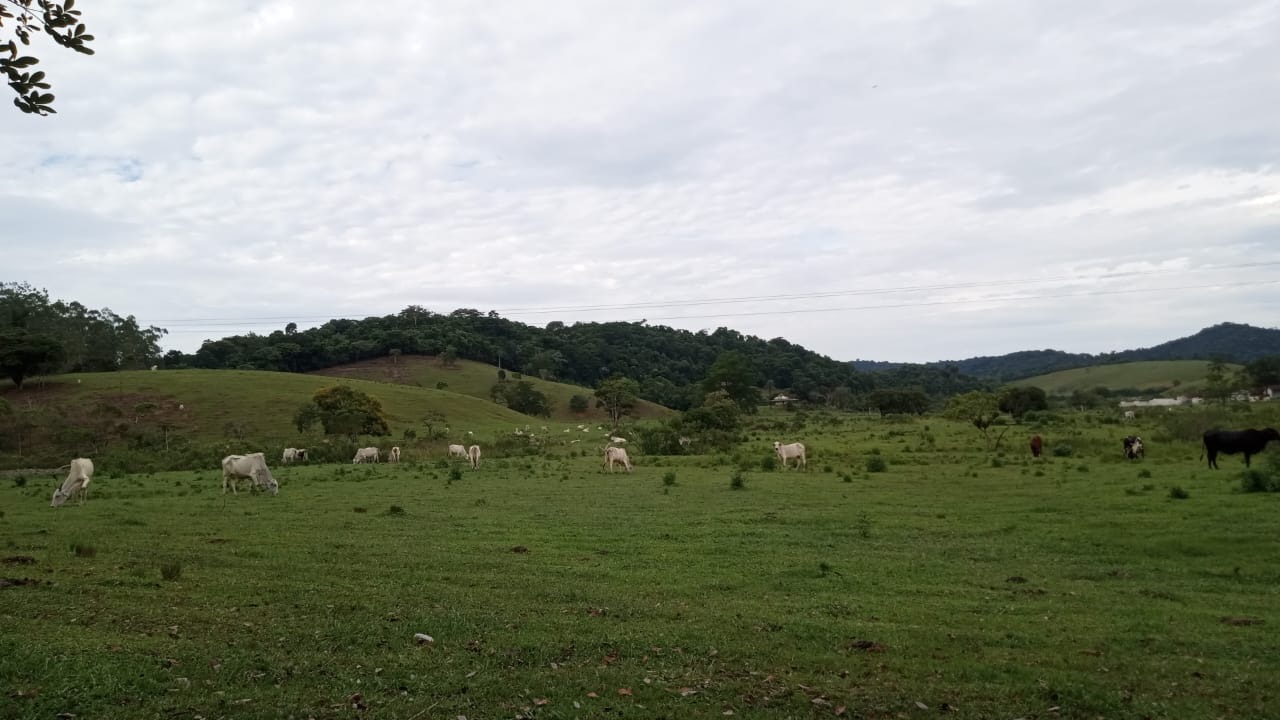 Fazenda à venda com 8 quartos - Foto 30