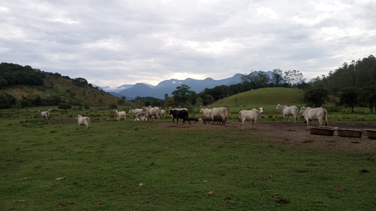 Fazenda à venda com 8 quartos - Foto 25