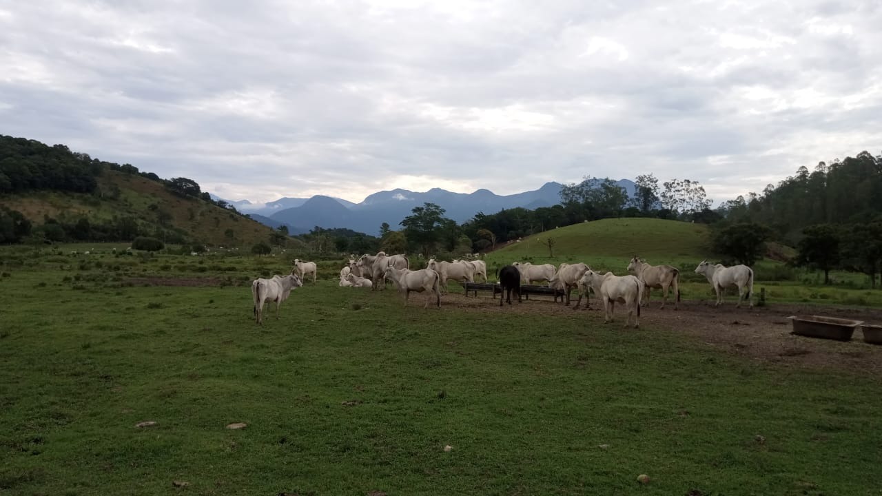 Fazenda à venda com 8 quartos - Foto 22