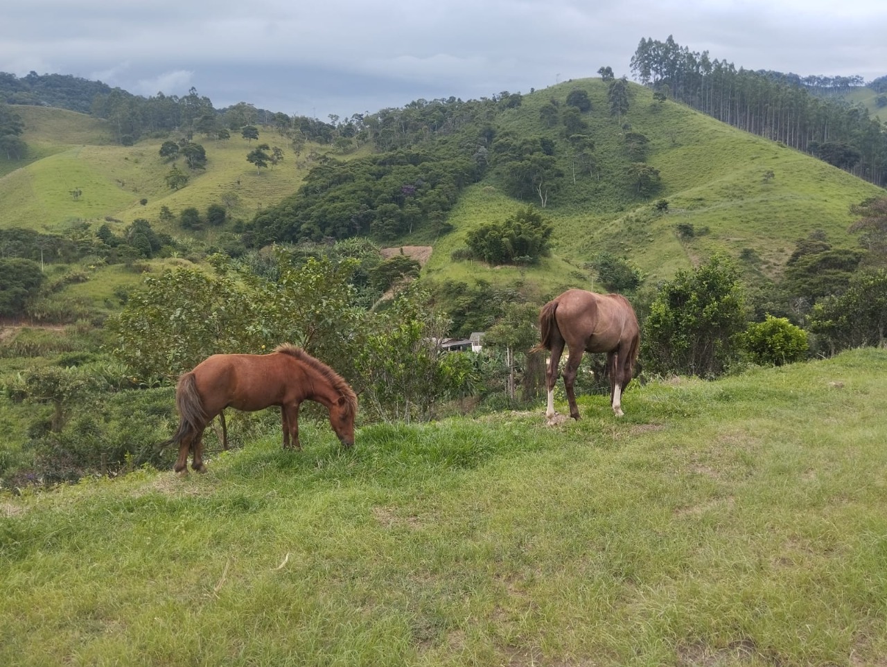 Fazenda à venda com 4 quartos - Foto 8