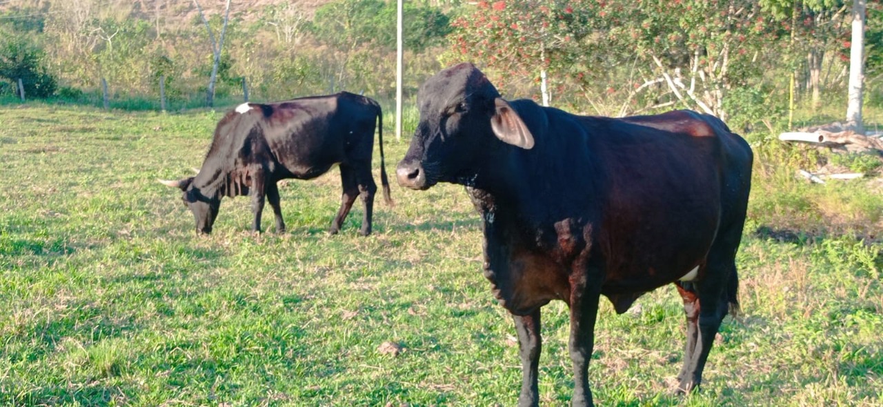 Sítio à venda com 5 quartos - Foto 61