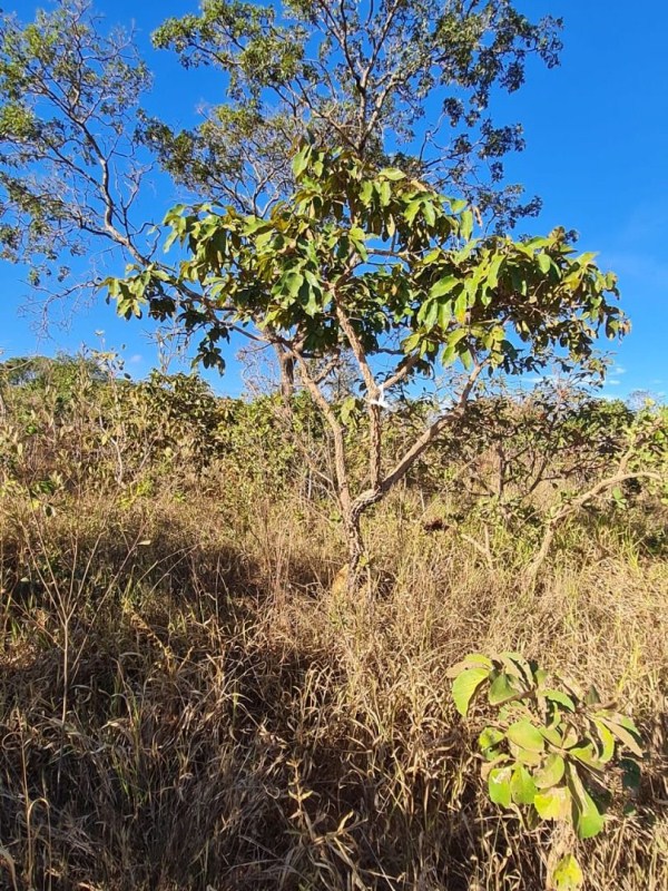 TERRENO À VENDA, 1000 M² POR R$ 120.000,00 - BAIRRO QUINTA DOS ALMEIDAS - JABOTICATUBAS/MG