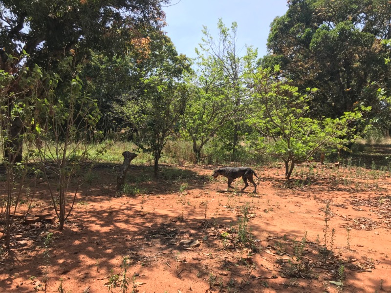 Terreno à venda, 25000m² - Foto 2