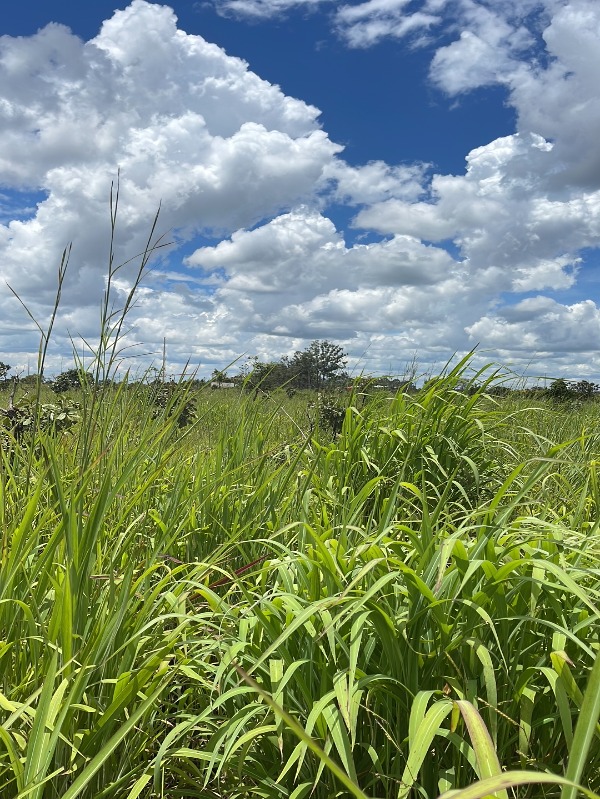 Loteamento e Condomínio à venda, 20000m² - Foto 2