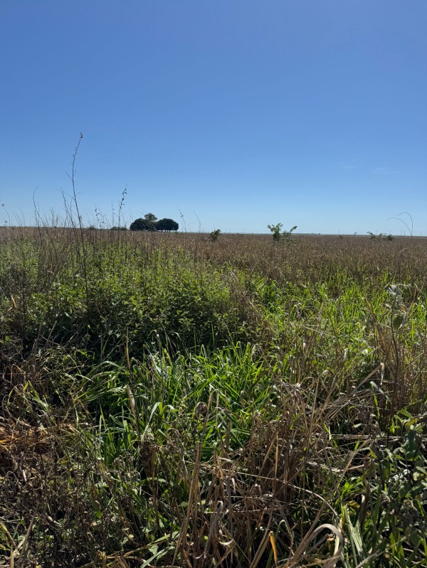 Fazenda à venda - Foto 4