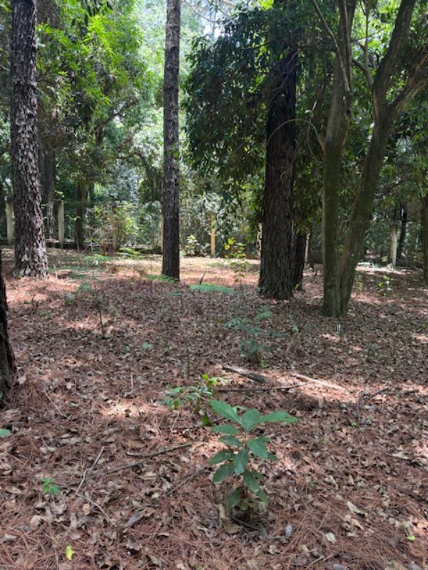 Terreno, 2500 m² - Foto 10