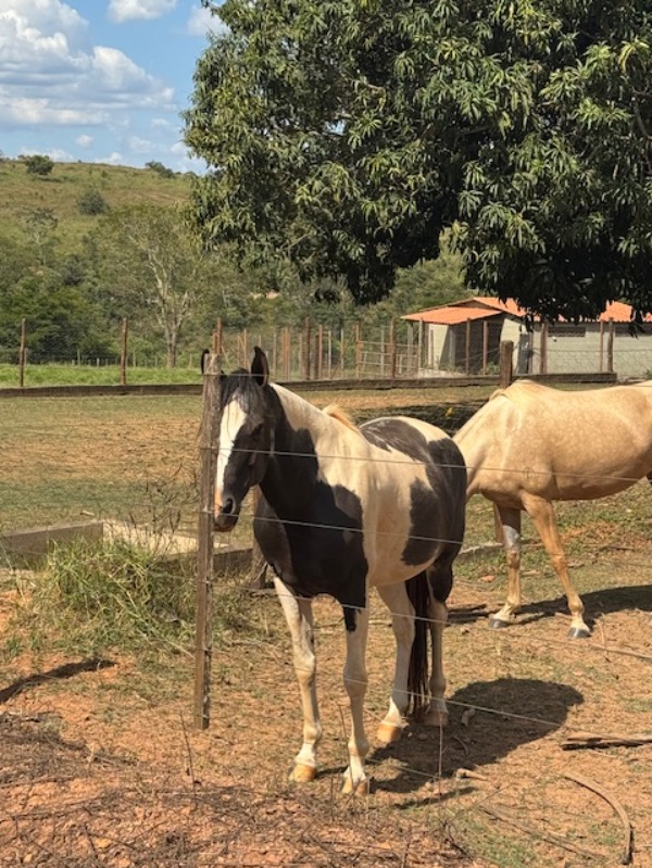 Chácara, 2 quartos - Foto 19