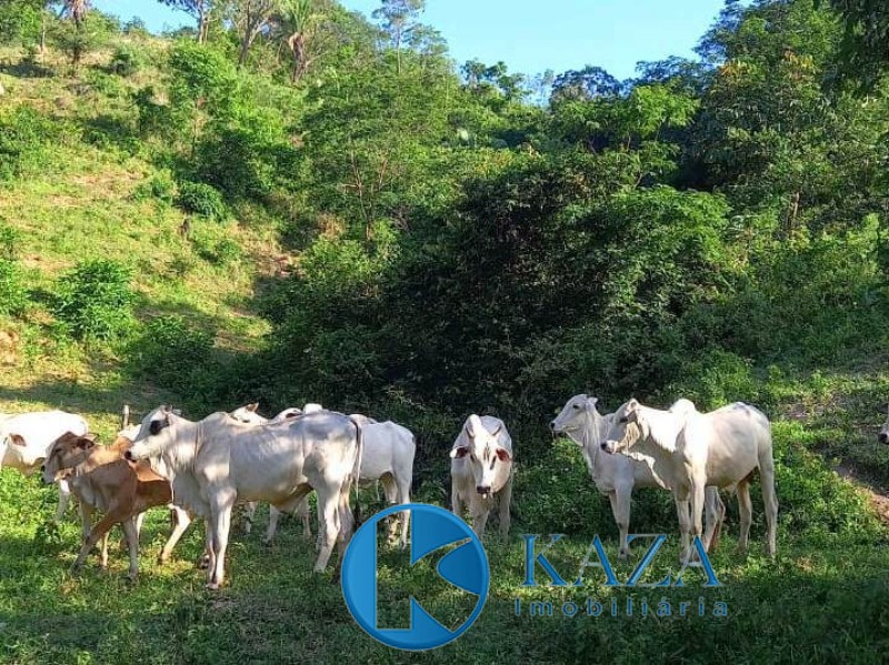 Fazenda, 87 hectares - Foto 6